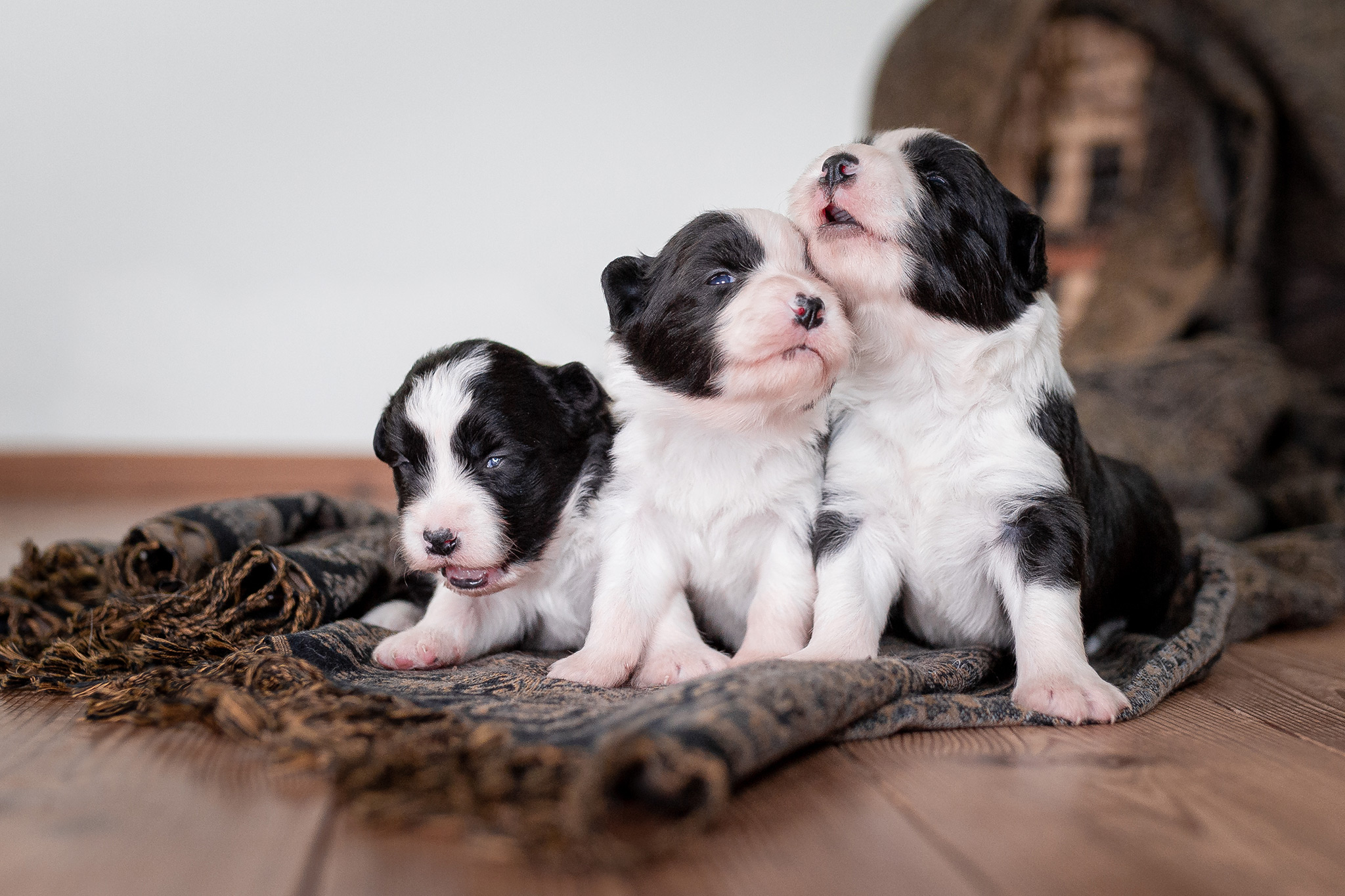 Border Collie Welpen, zwei Wochen alt