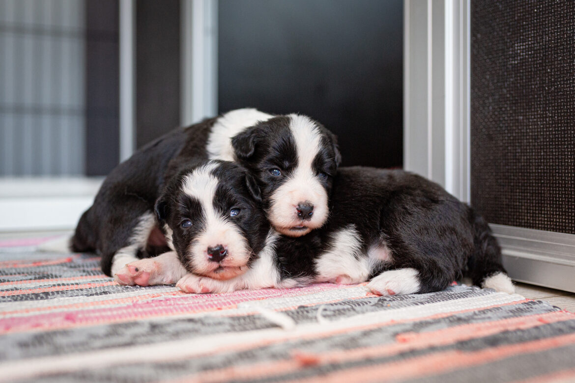 Border Collie Welpen