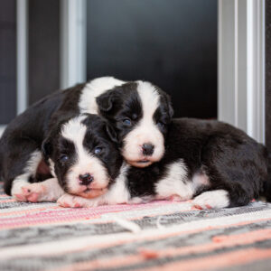 Border Collie Welpen