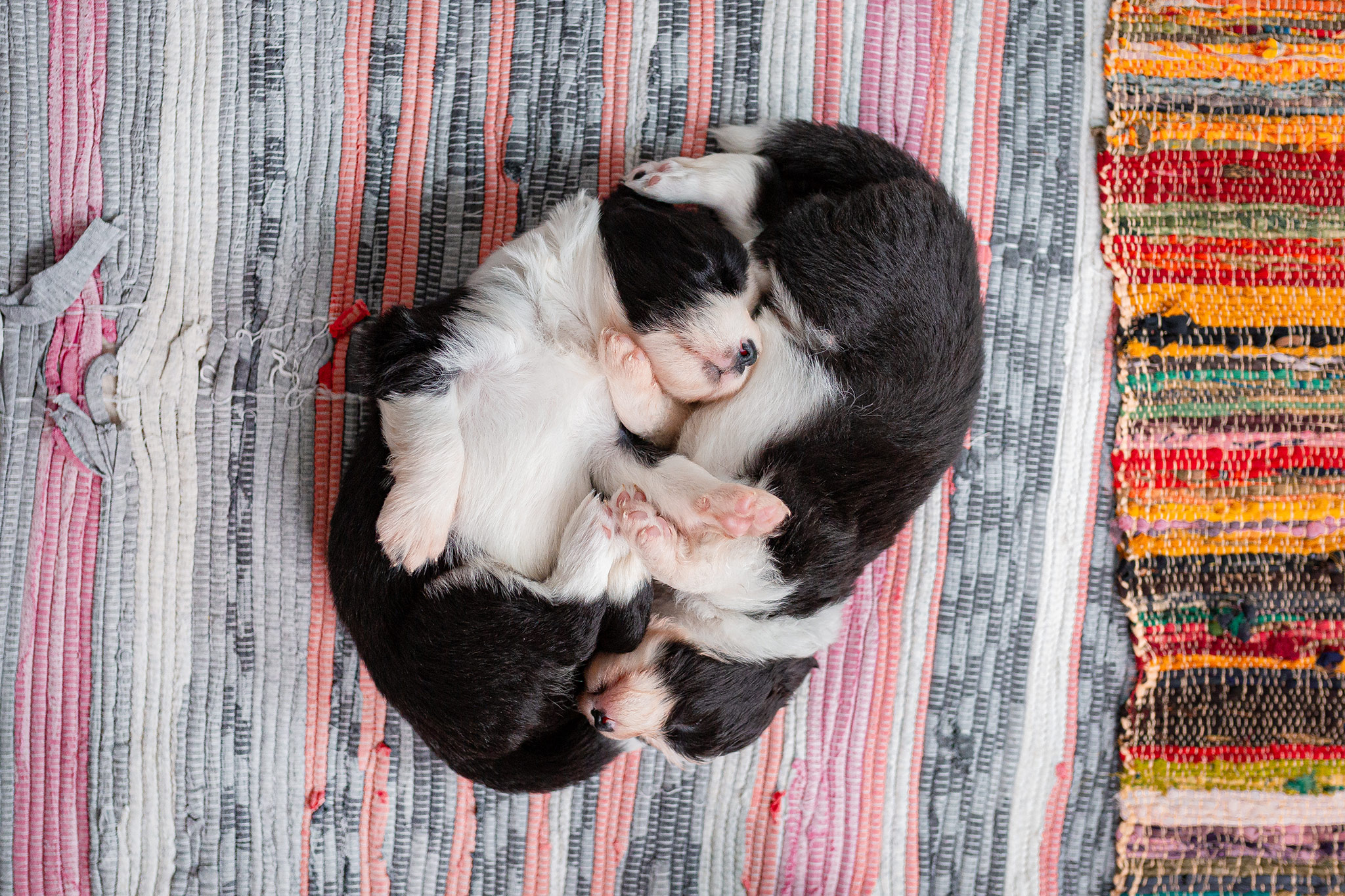 Border Collie Welpen