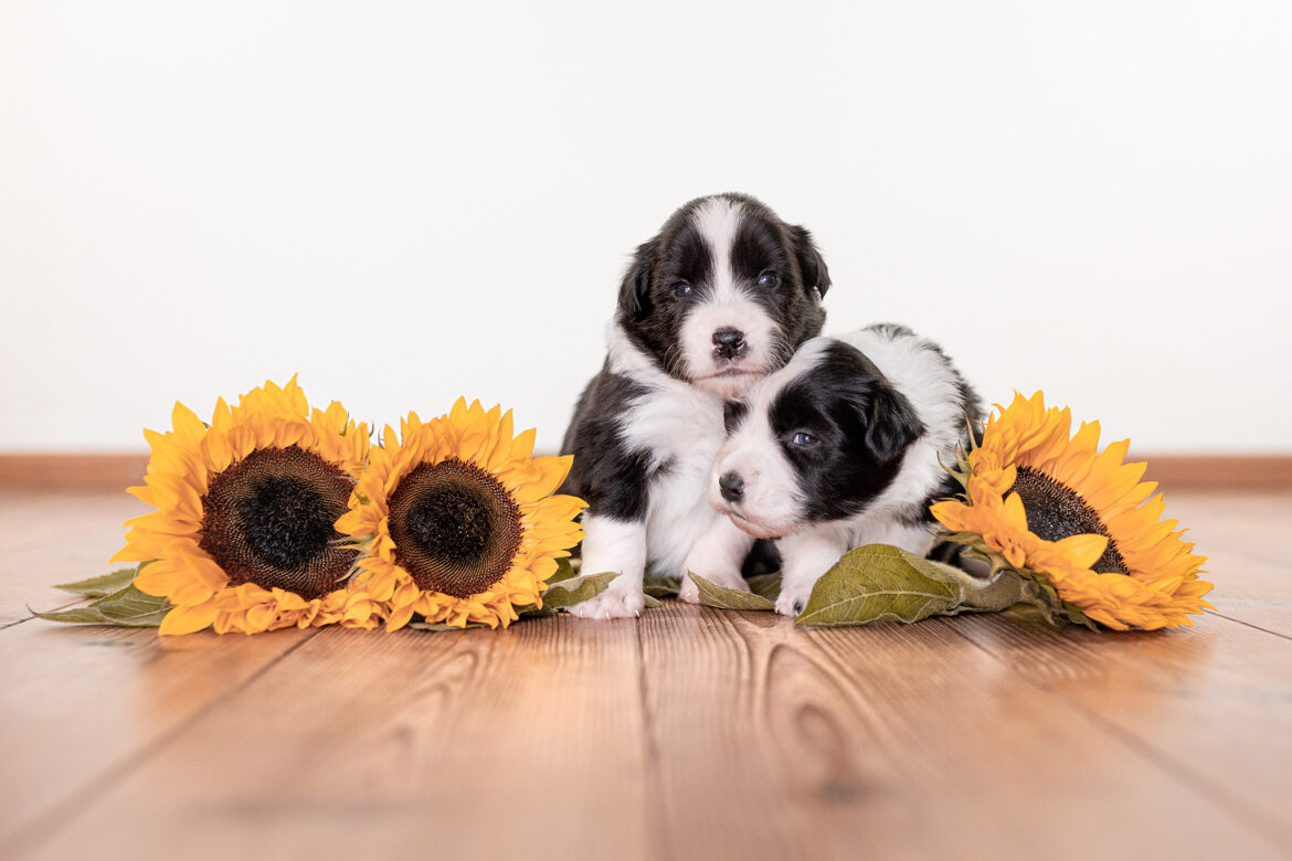 Border Collie Welpen