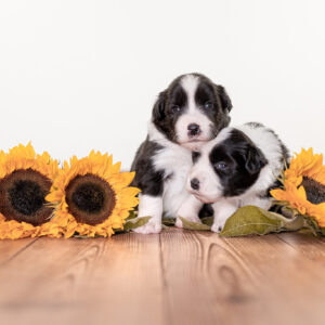 Border Collie Welpen