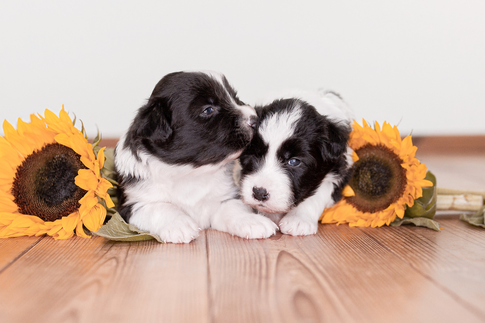 Border Collie Welpen