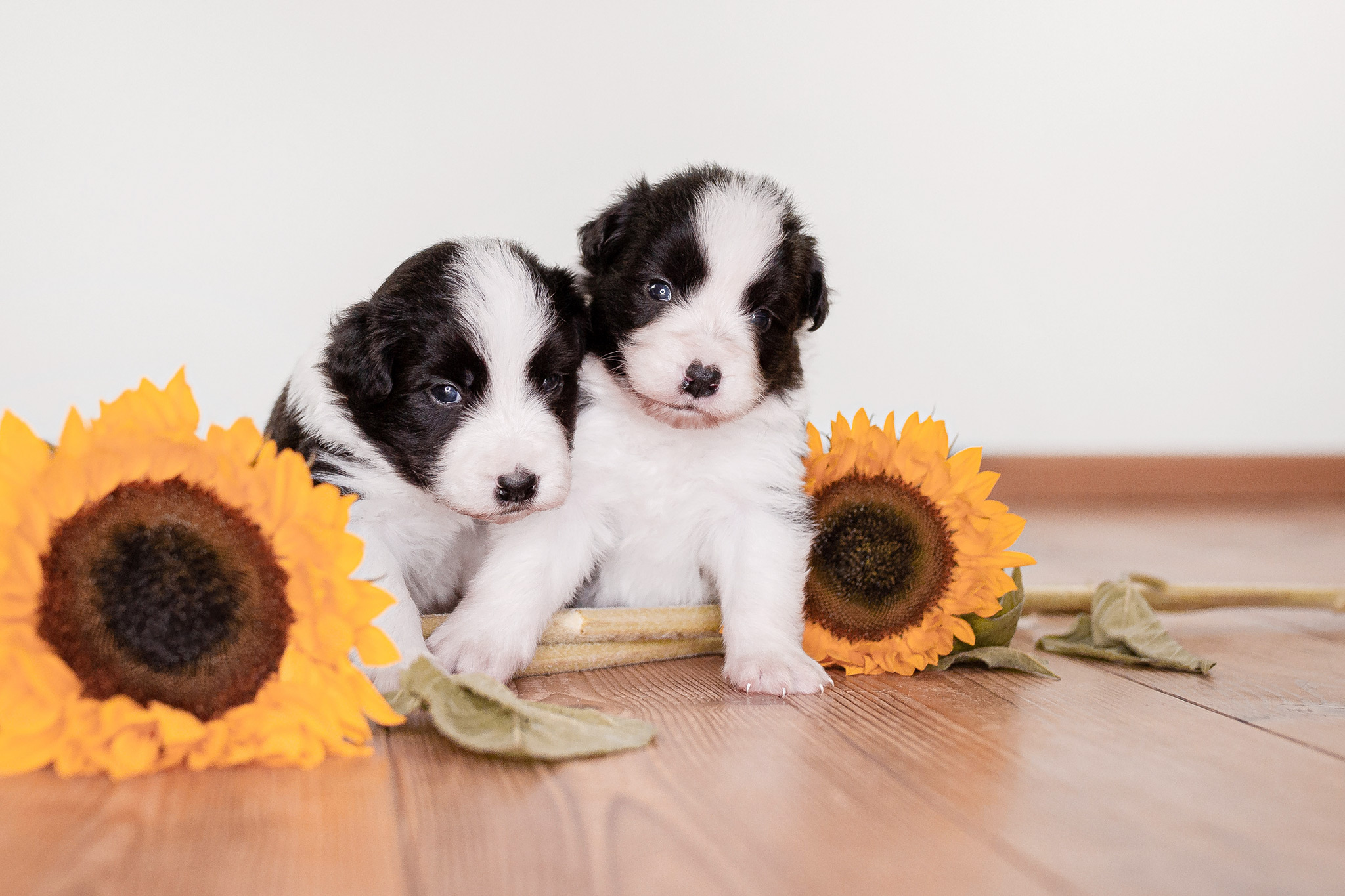 Border Collie Welpen