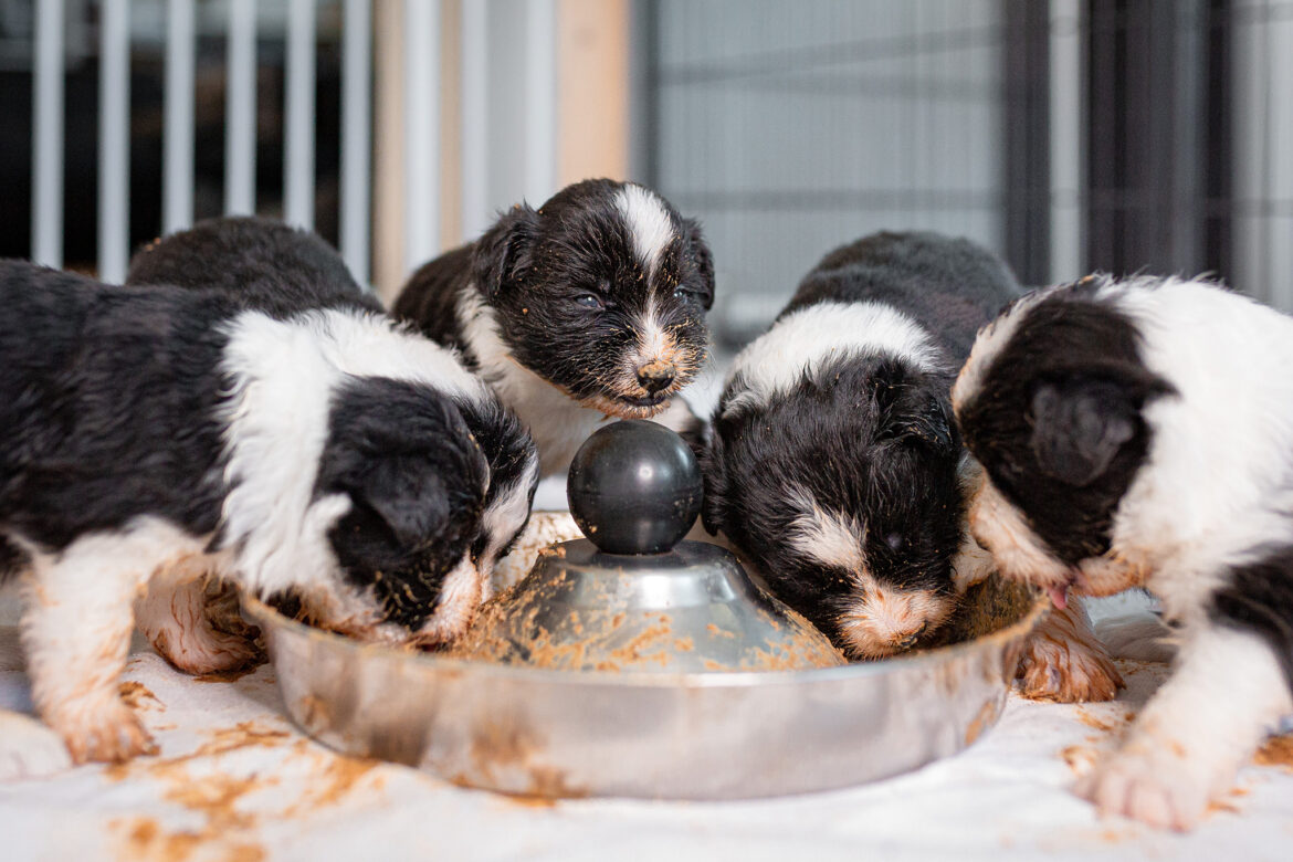 Border Collie Welpen, erste Mahlzeit