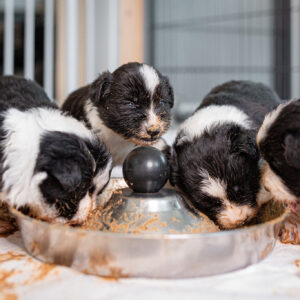 Border Collie Welpen, erste Mahlzeit