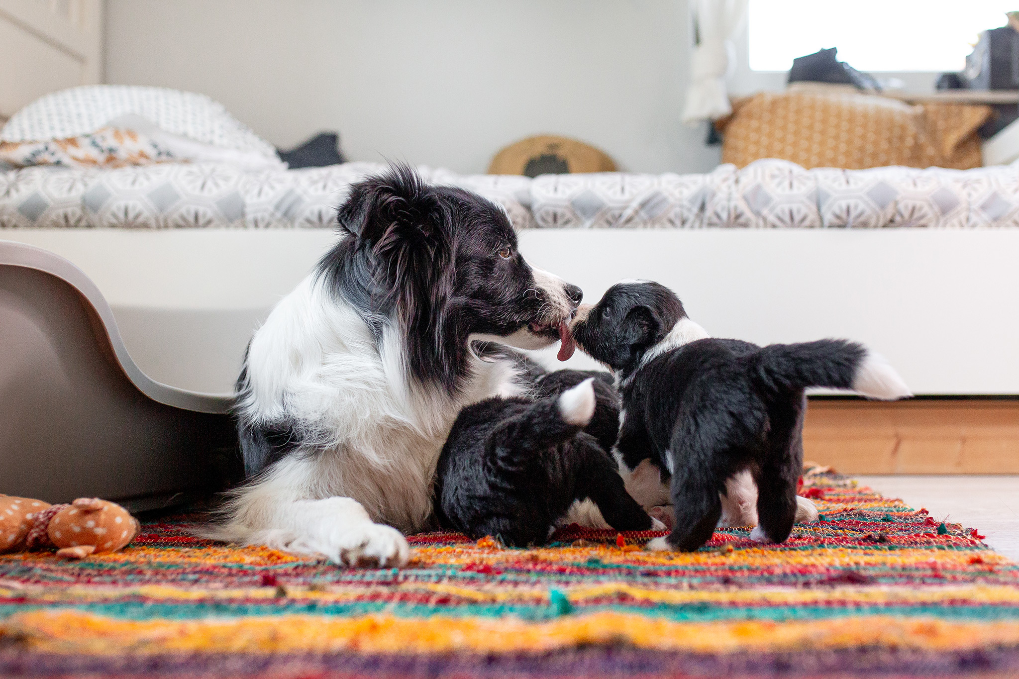 Border Collie Welpen