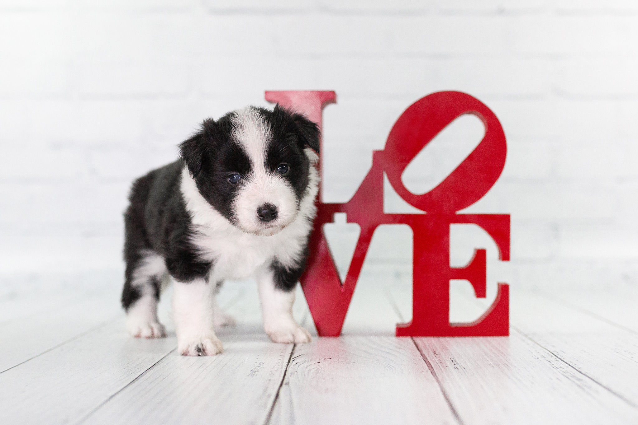 Border Collie Welpe, 4 Wochen alt