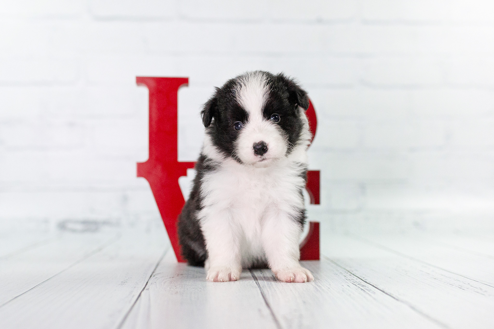 Border Collie Welpe, 4 Wochen alt