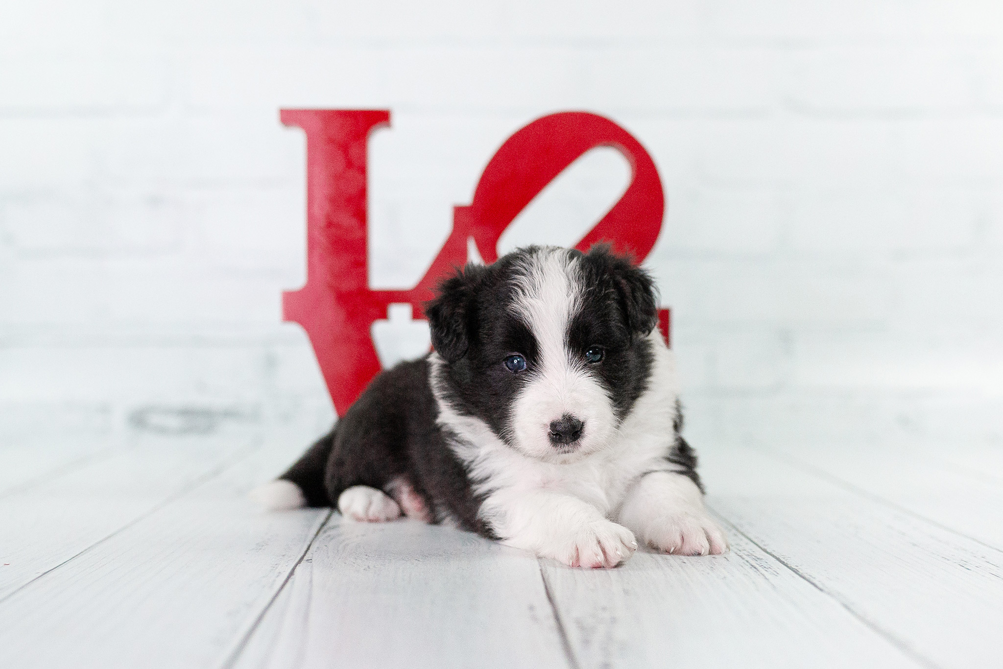 Border Collie Welpe, 4 Wochen alt