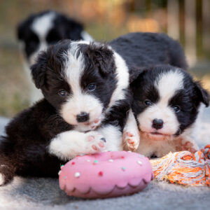 Border Collie Welpen