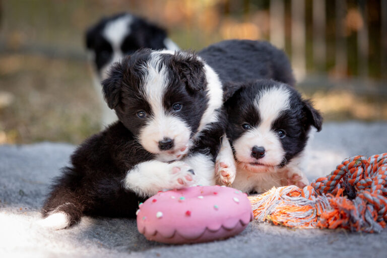 Border Collie Welpen