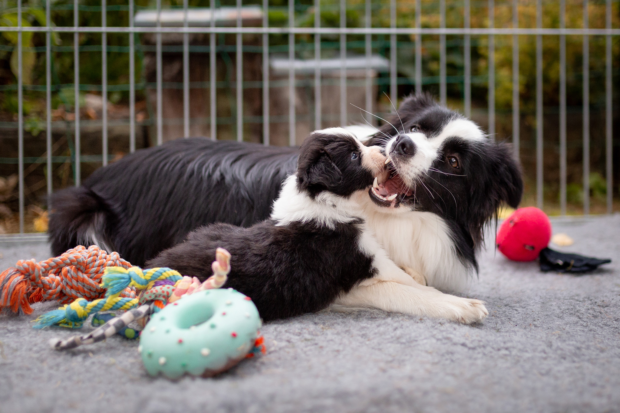 Border Collie Welpen