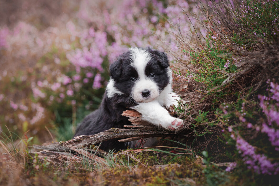 Border Collie Welpen in lila blühender Heide