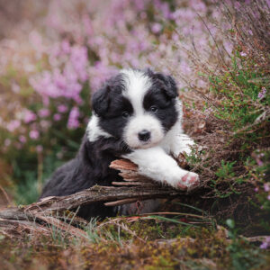 Border Collie Welpen in lila blühender Heide