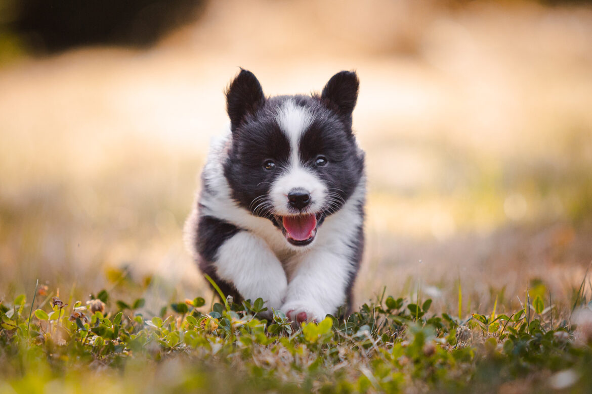 Border Collie Welpe in der 6. Lebenswoche