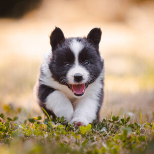 Border Collie Welpe in der 6. Lebenswoche