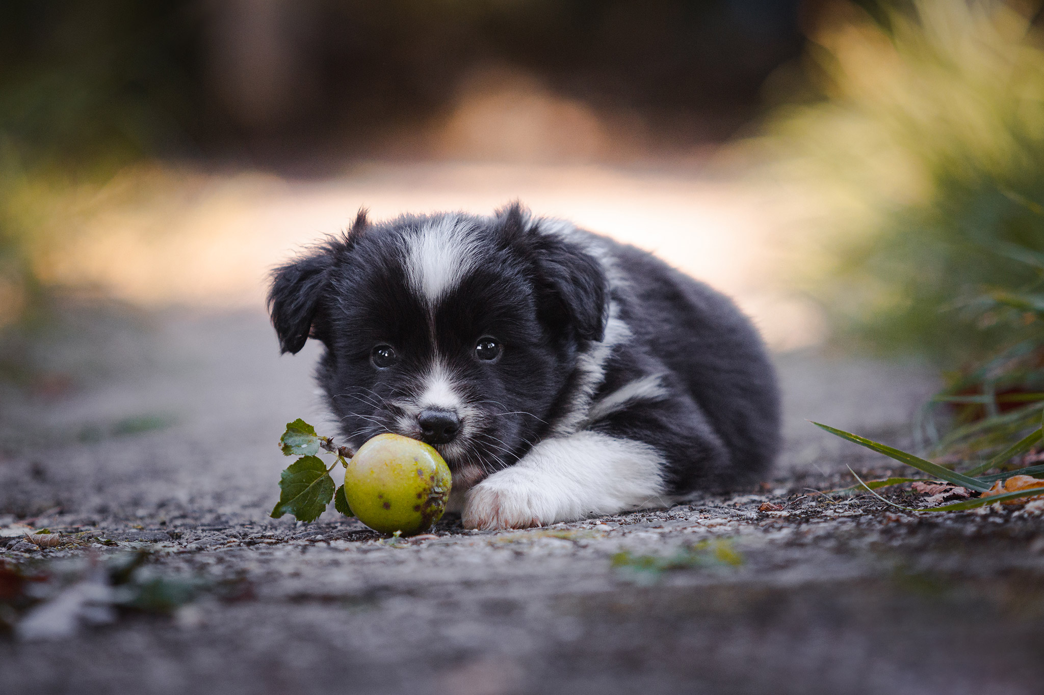 Border Collie Welpe in der 6. Lebenswoche