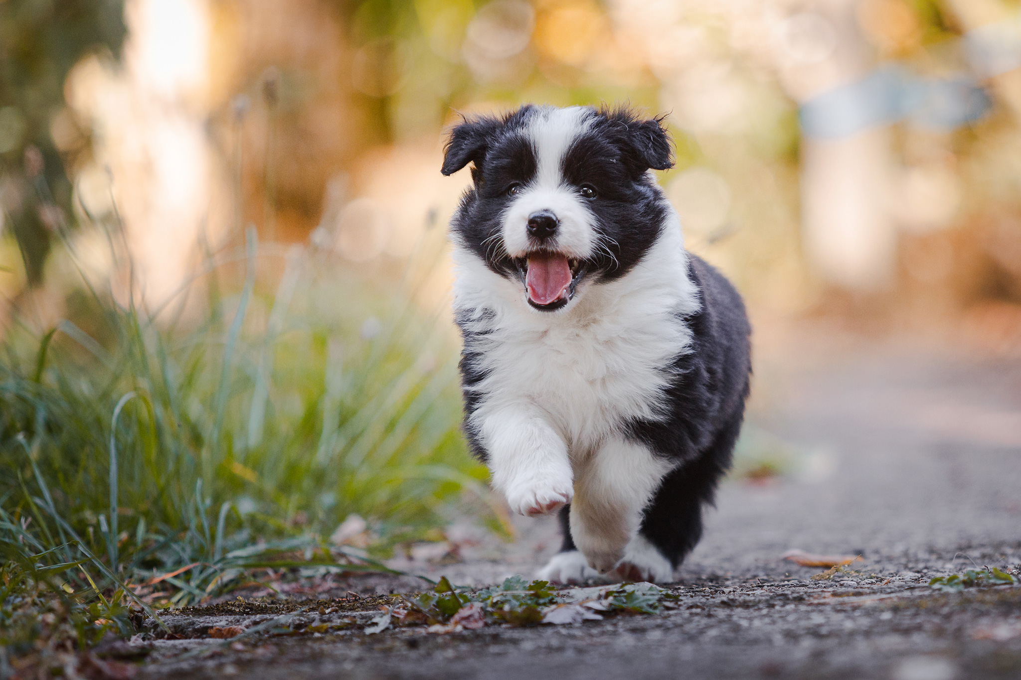 Border Collie Welpe in der 6. Lebenswoche