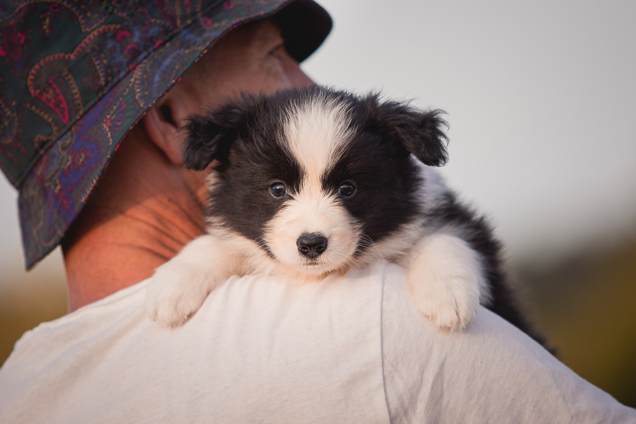 Border Collie Welpe in der 6. Lebenswoche