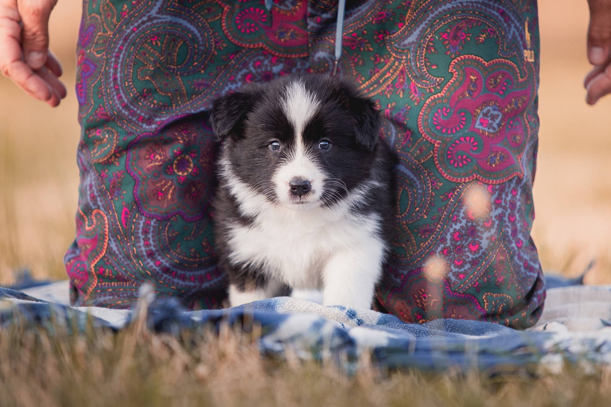 Border Collie Welpe in der 6. Lebenswoche