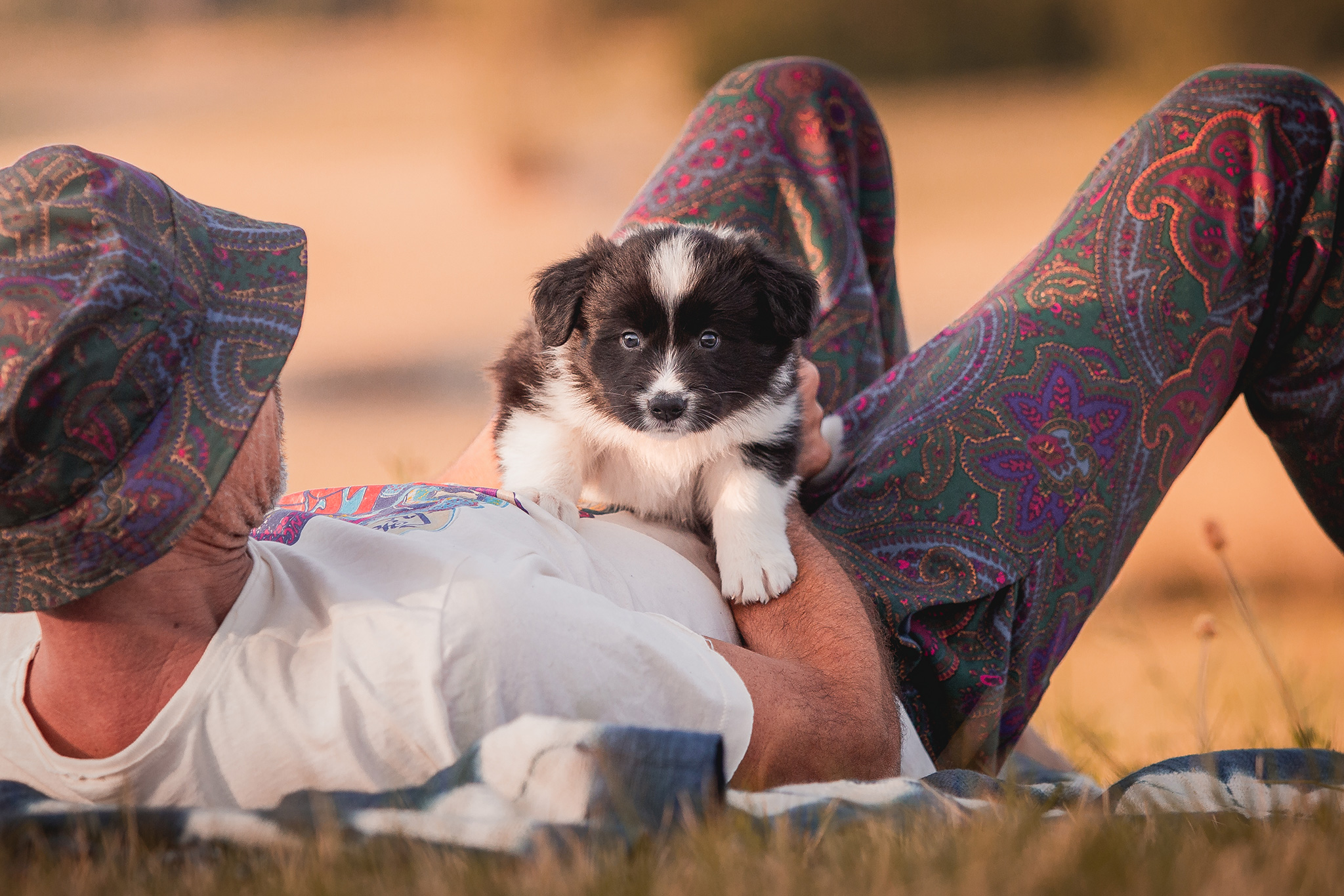 Border Collie Welpe in der 6. Lebenswoche