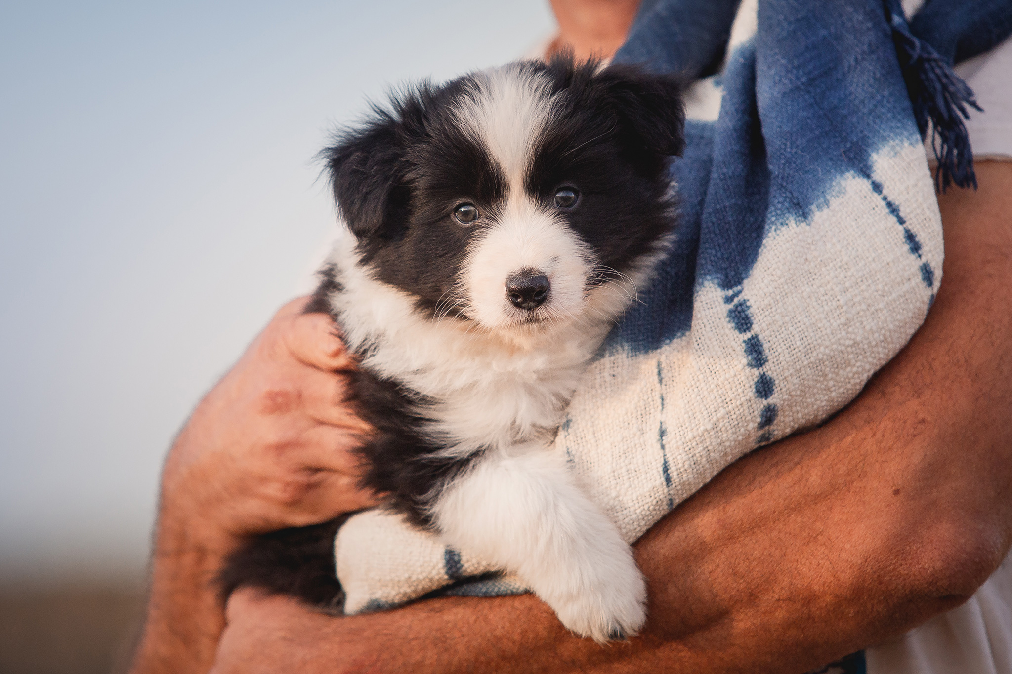 Border Collie Welpe in der 6. Lebenswoche