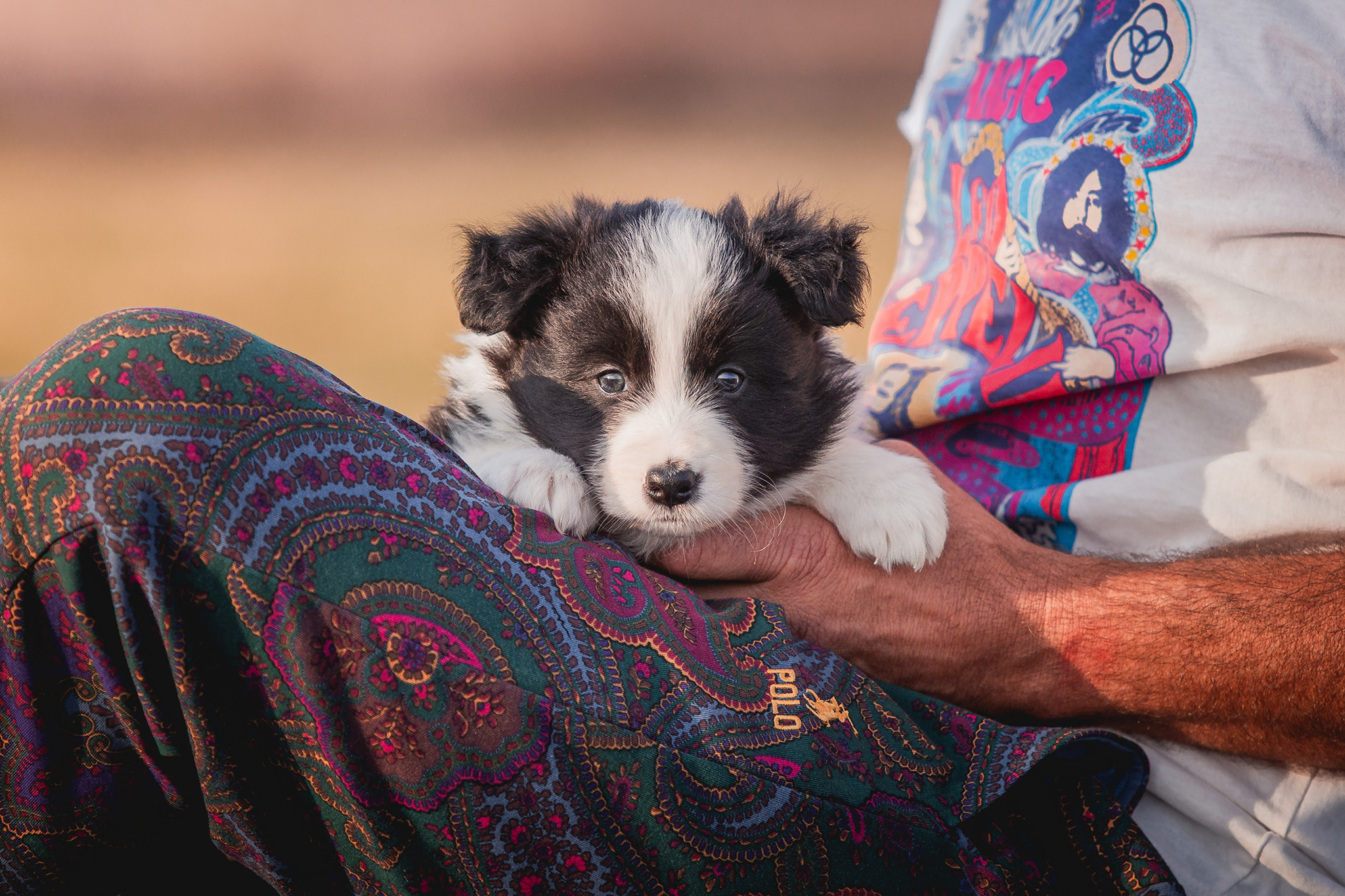 Border Collie Welpe in der 6. Lebenswoche