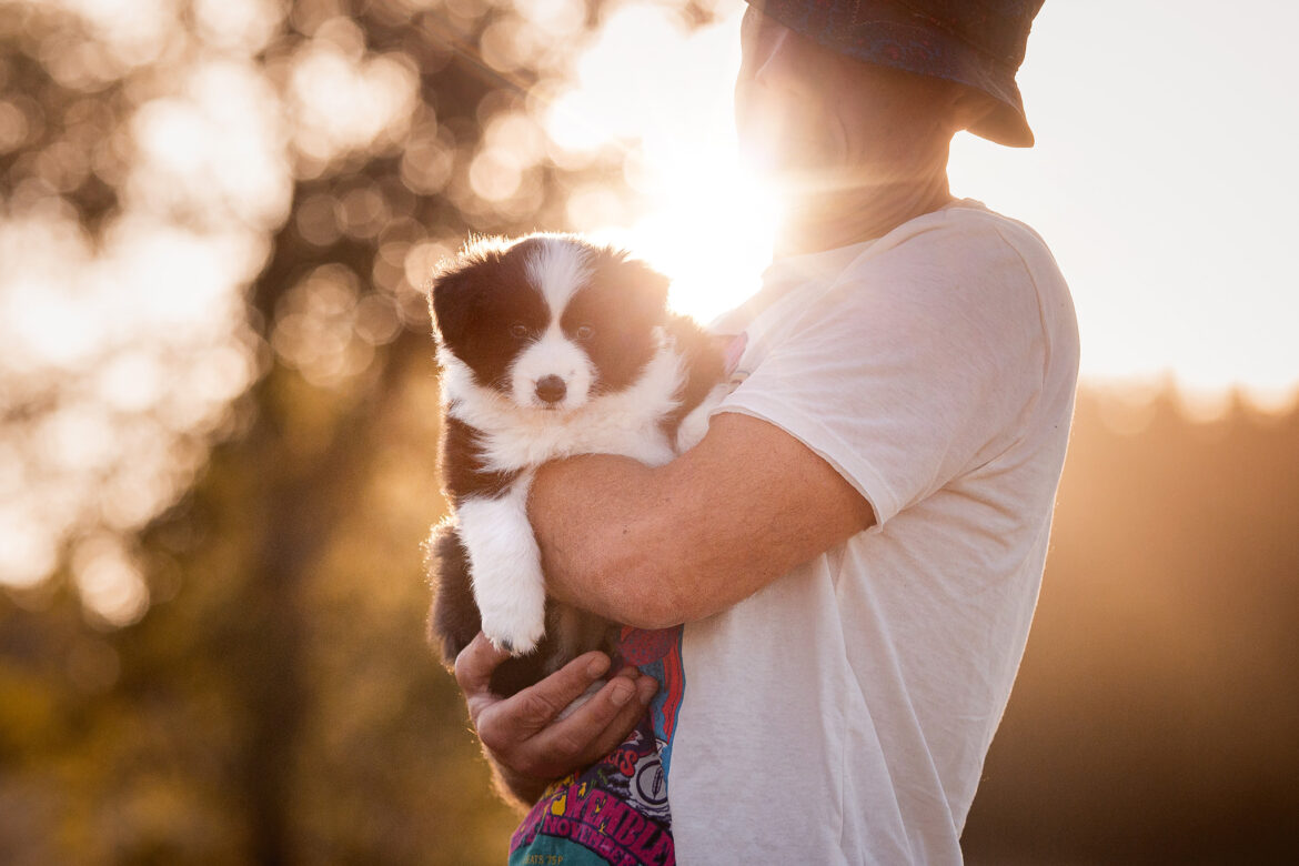 Border Collie Welpe in der 6. Lebenswoche