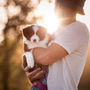 Border Collie Welpe in der 6. Lebenswoche