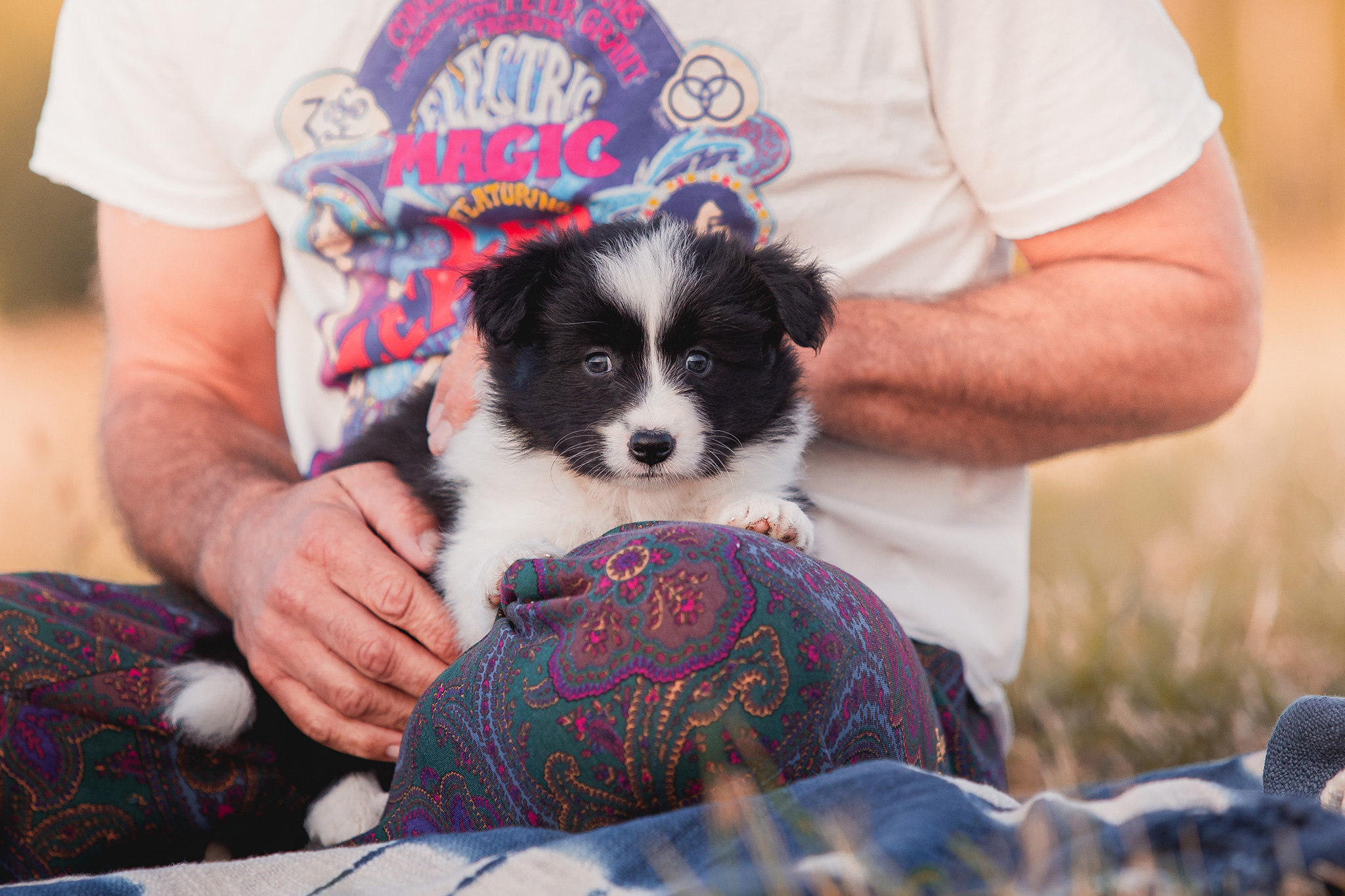 Border Collie Welpe in der 6. Lebenswoche