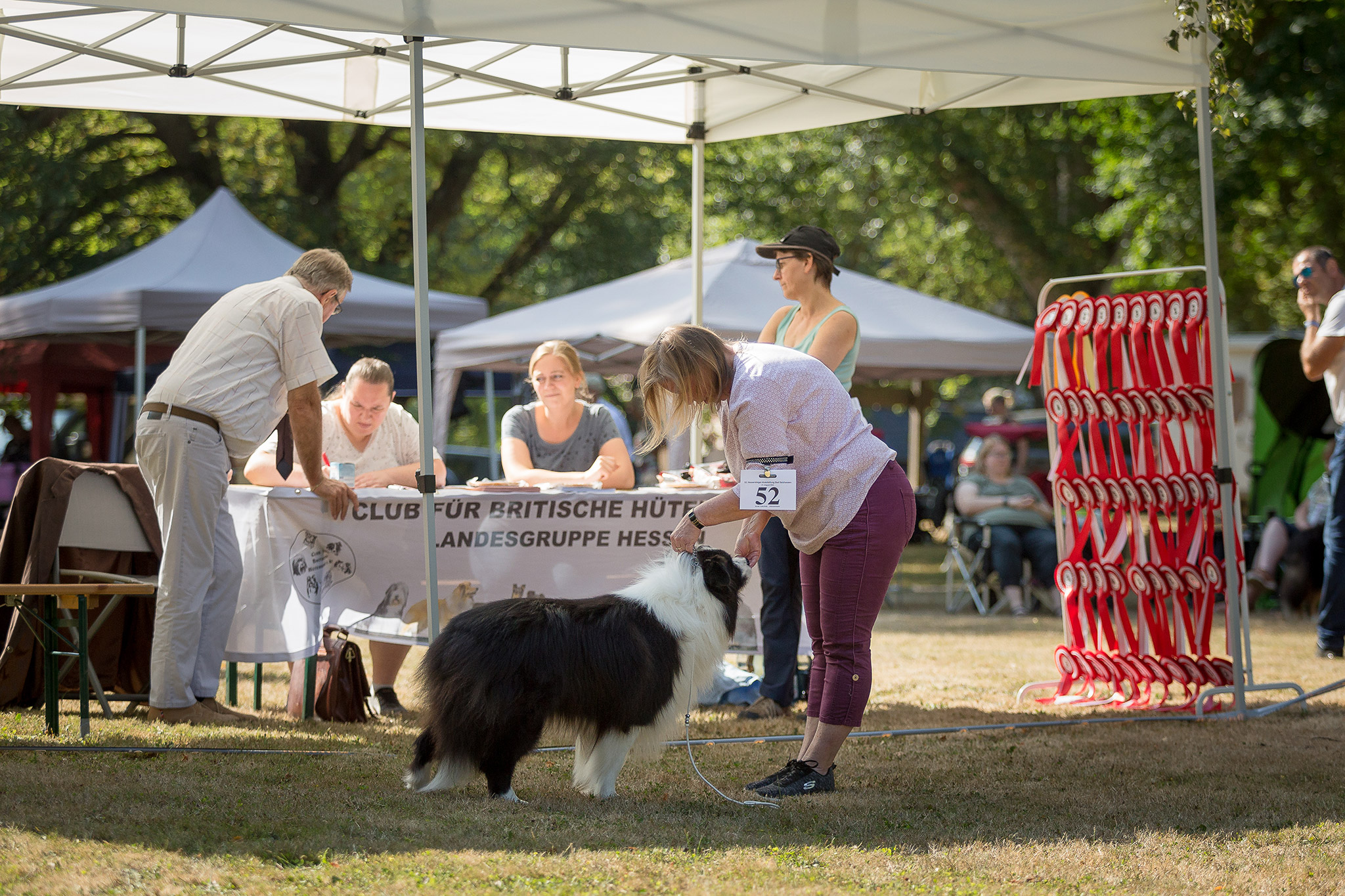 Border Collie Hundeausstellung