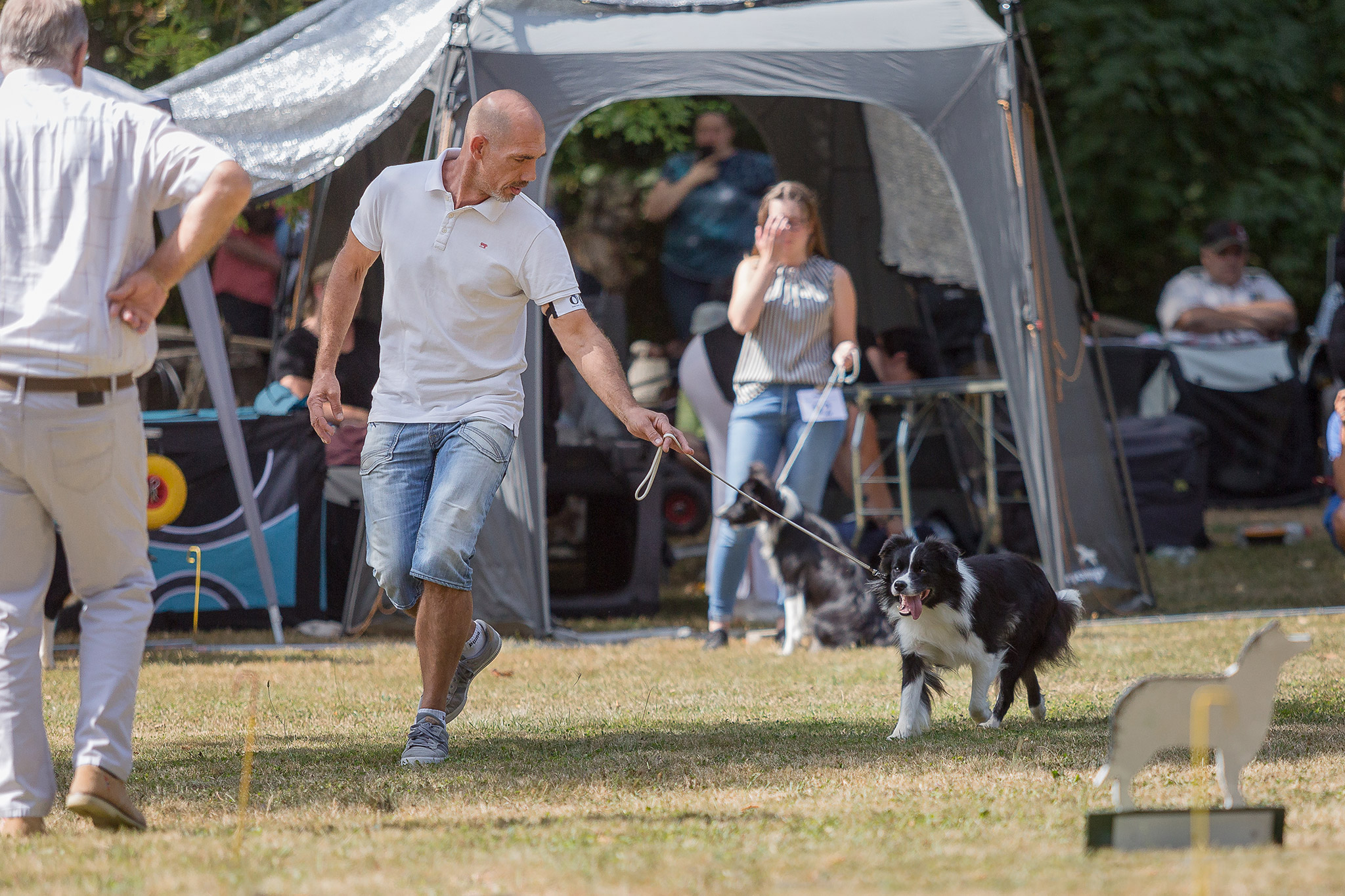 Border Collie Hundeausstellung