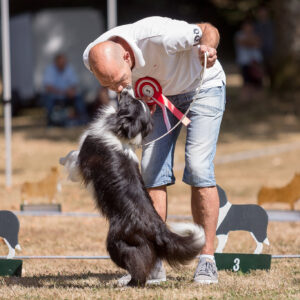 Border Collie Hundeausstellung