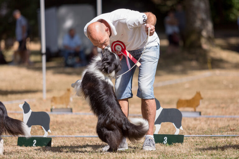 Border Collie Hundeausstellung