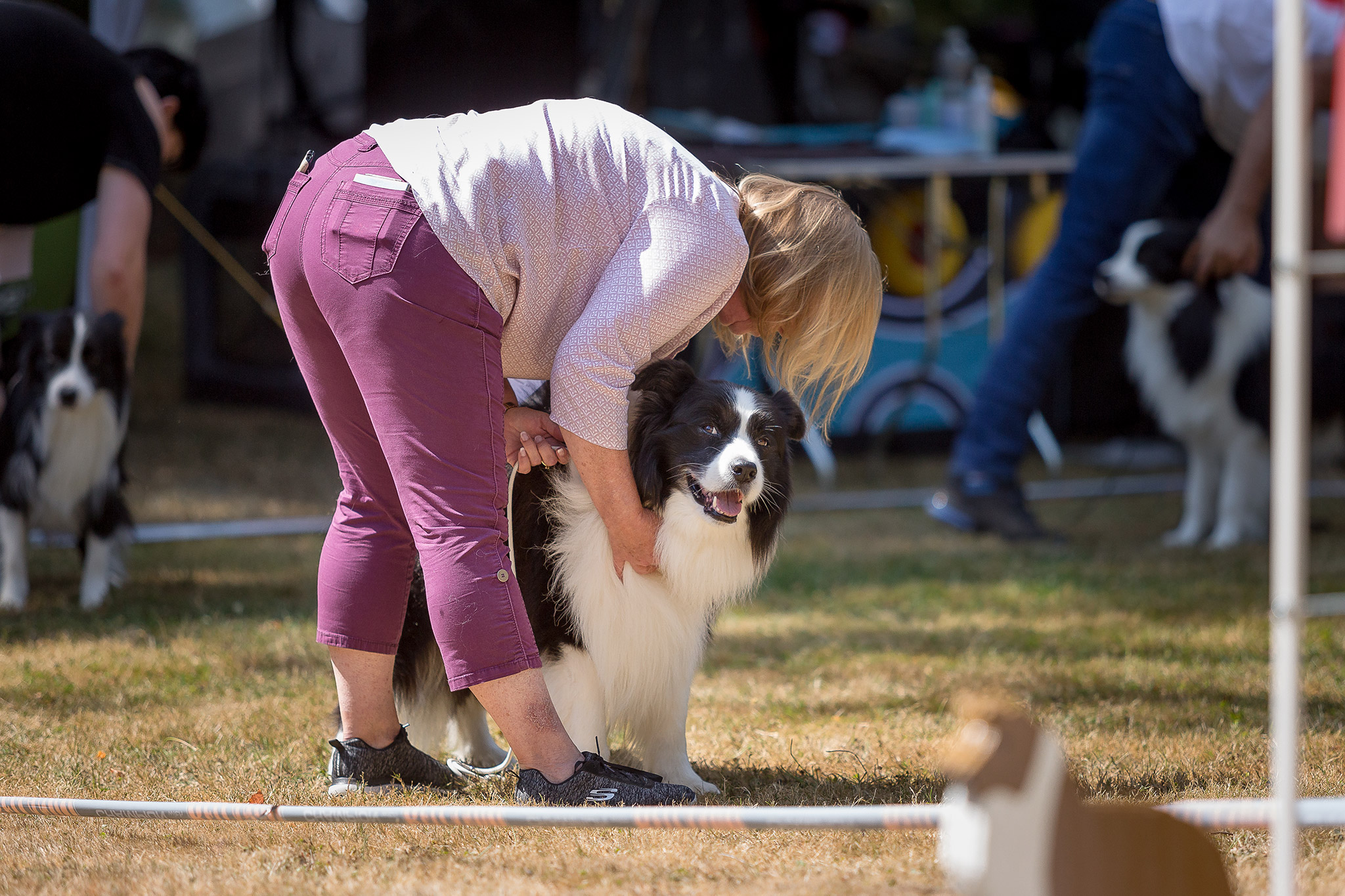 Border Collie Hundeausstellung