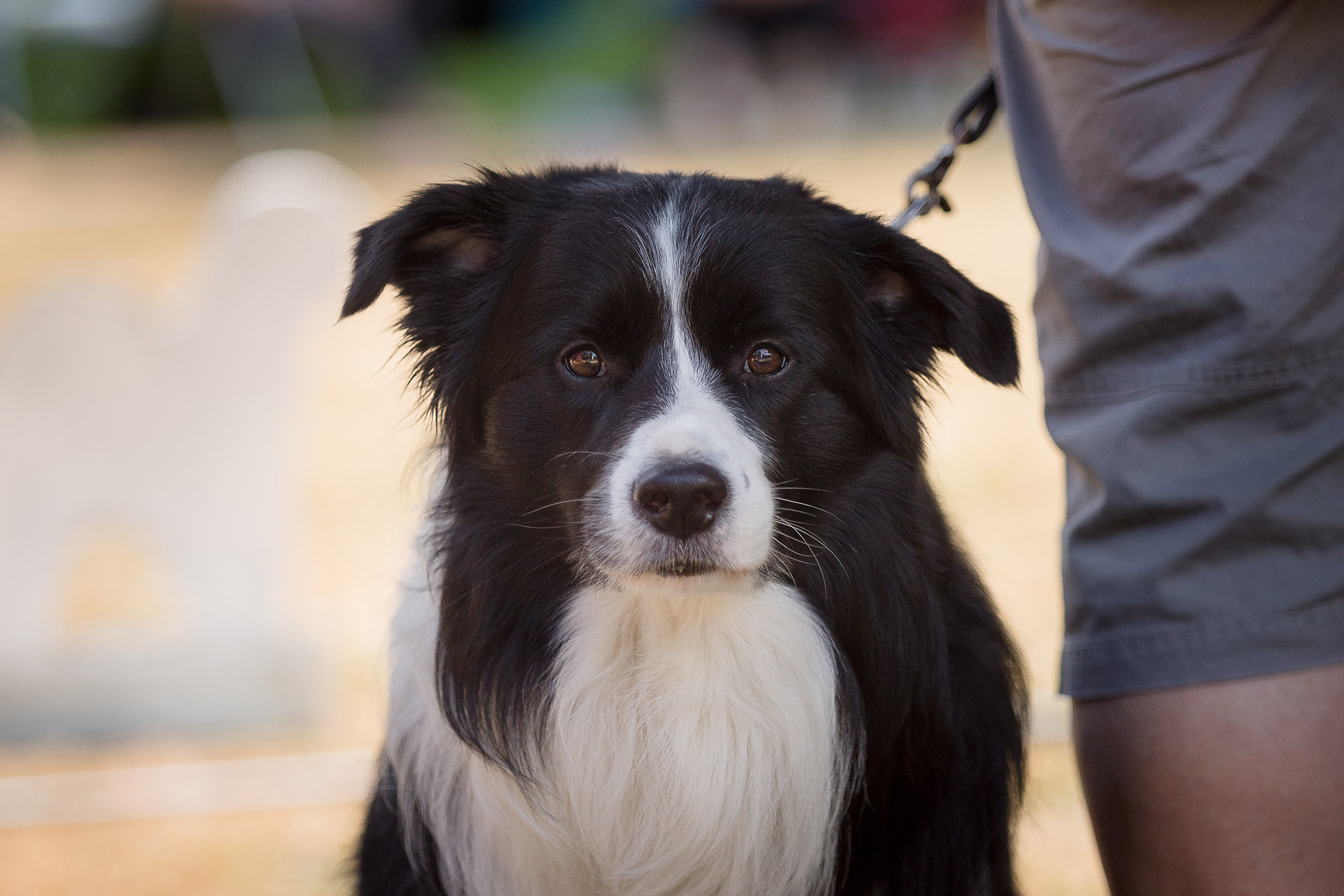 Border Collie Hundeausstellung