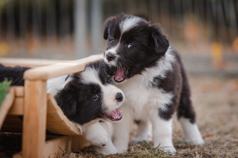 7 Wochen alte Border Collie Welpen beim Züchter