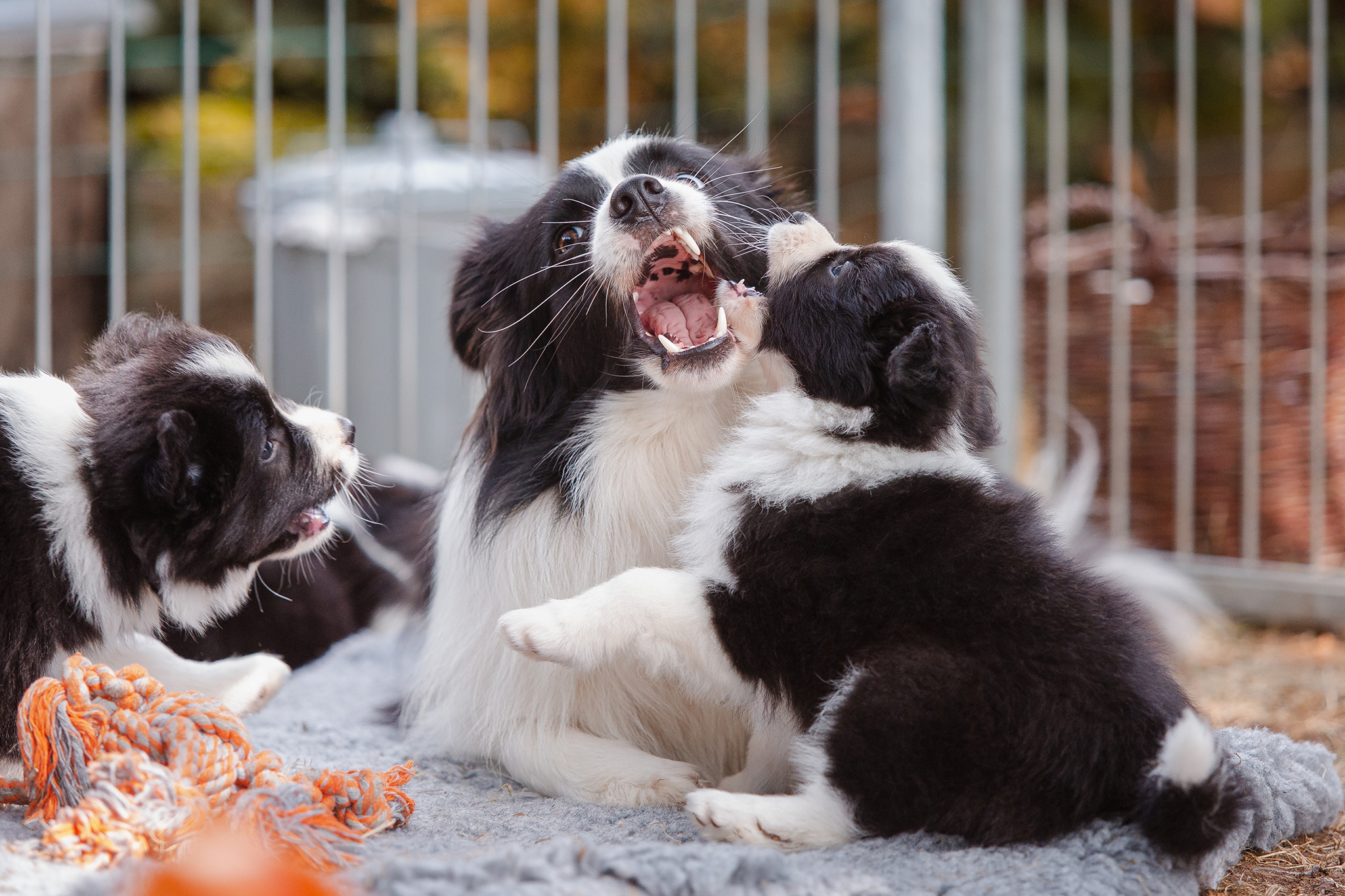 7 Wochen alte Border Collie Welpen beim Züchter