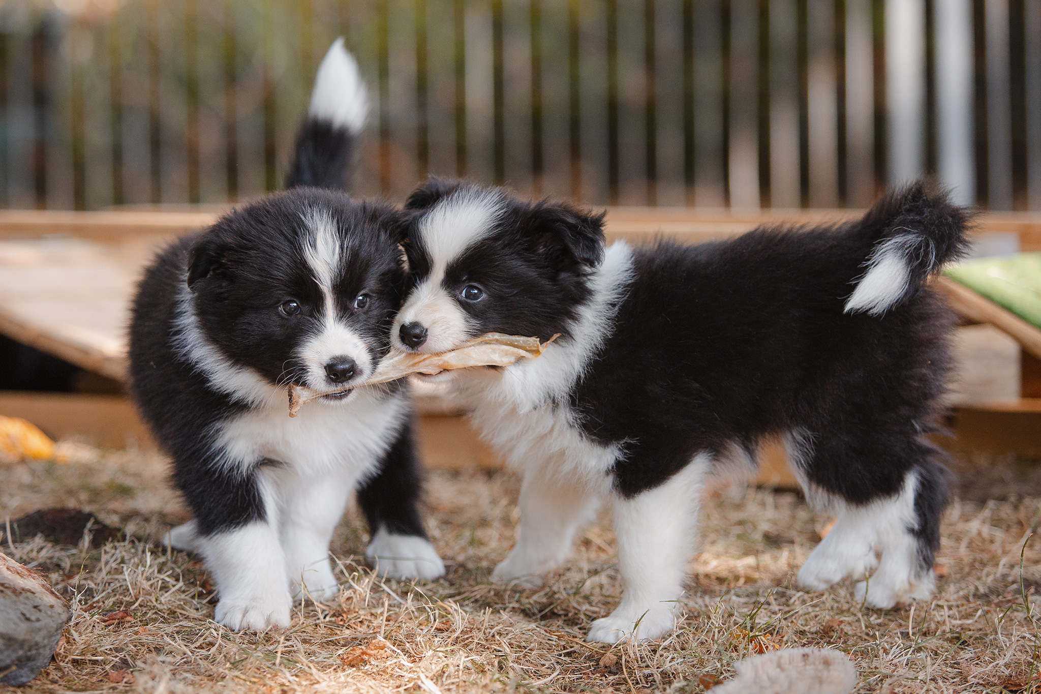 7 Wochen alte Border Collie Welpen beim Züchter