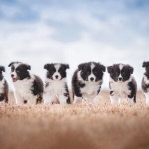 Border Collie Welpen