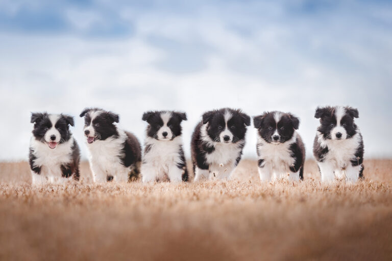 Border Collie Welpen