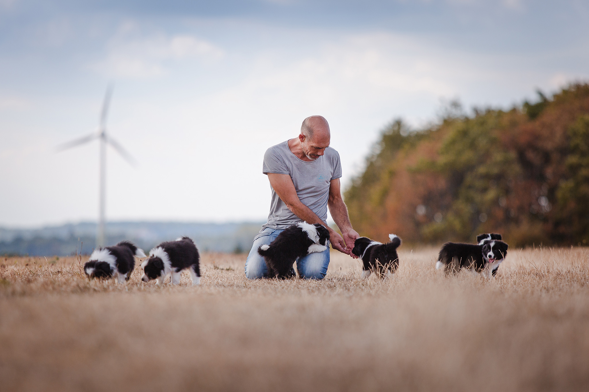 Border Collie Welpen