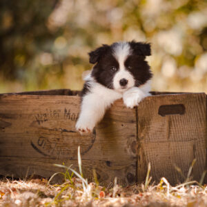 Border Collie Welpe