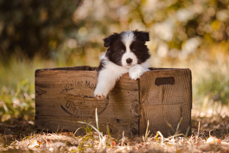 Border Collie Welpe