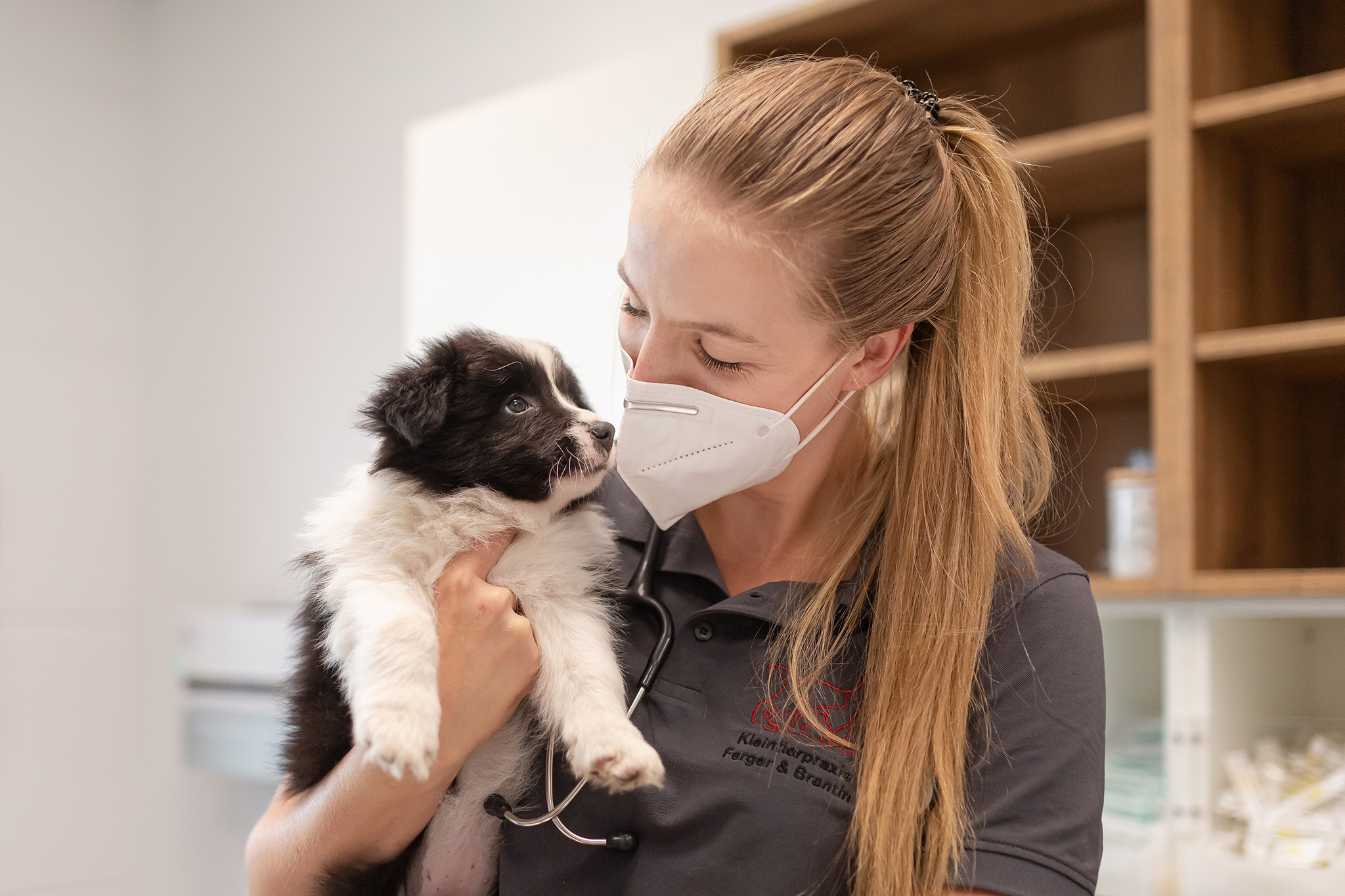 Border Collie Welpen beim Tierarzt, Ferger und Brantin, Bad Marienberg