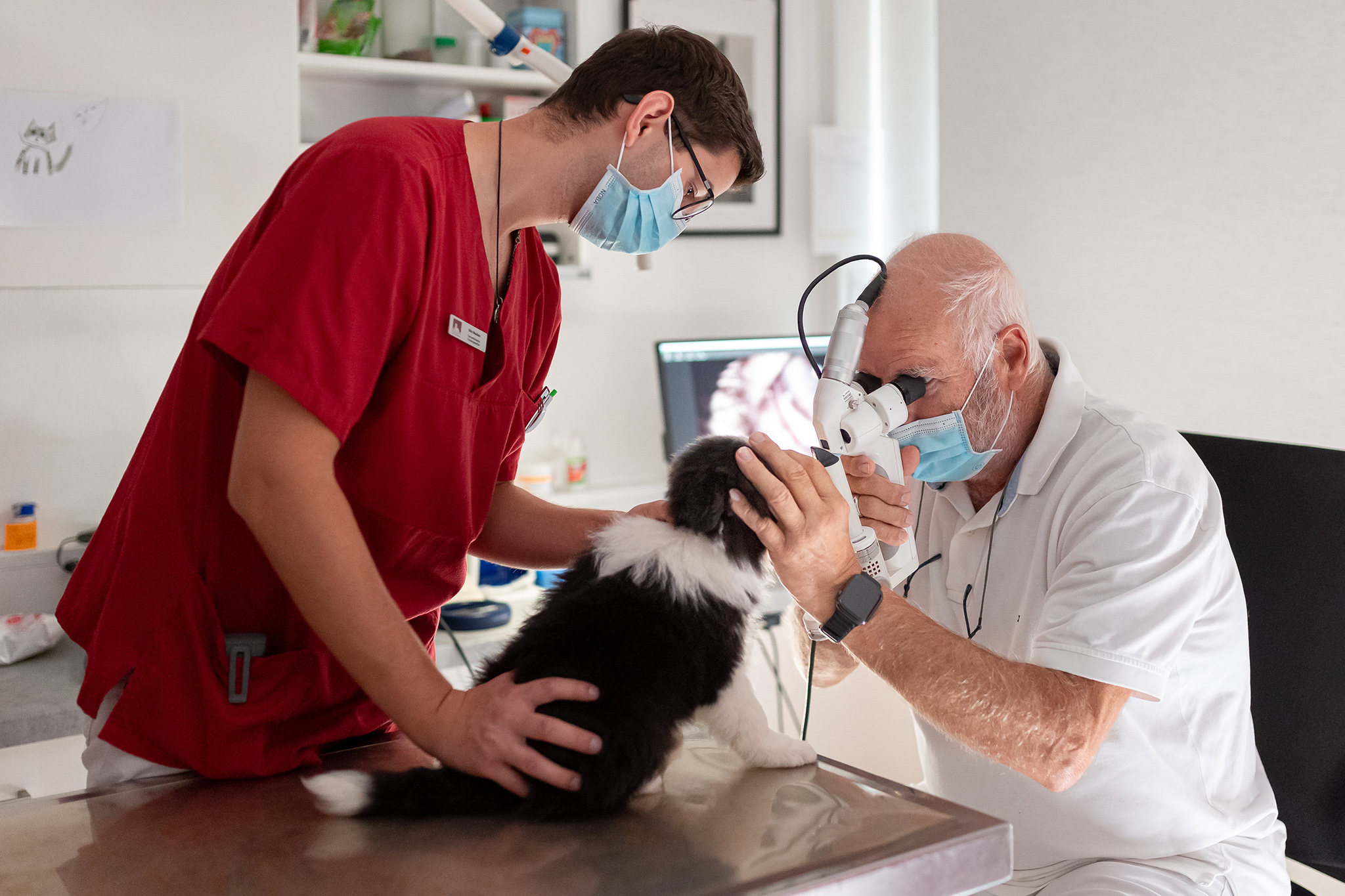 DOK Augenuntersuchung beim Welpen, Tierklinik Betzdorf, Dr. Köhler