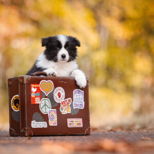 Border Collie Welpe mit Koffer