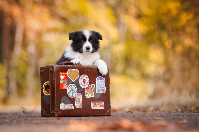 Border Collie Welpe mit Koffer