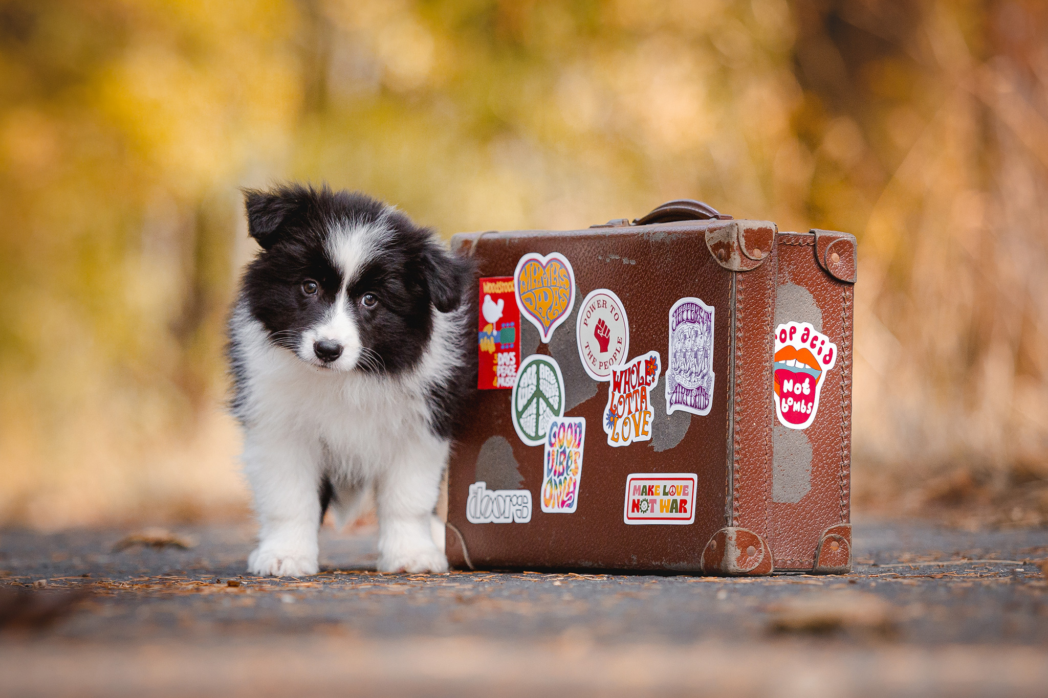 Border Collie Welpe mit Koffer